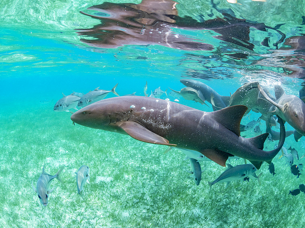 Nurse sharks, Ginglymostoma cirratum, being fed in Hol Chan Marine Preserve, inside the Mesoamerican Barrier Reef, Belize.