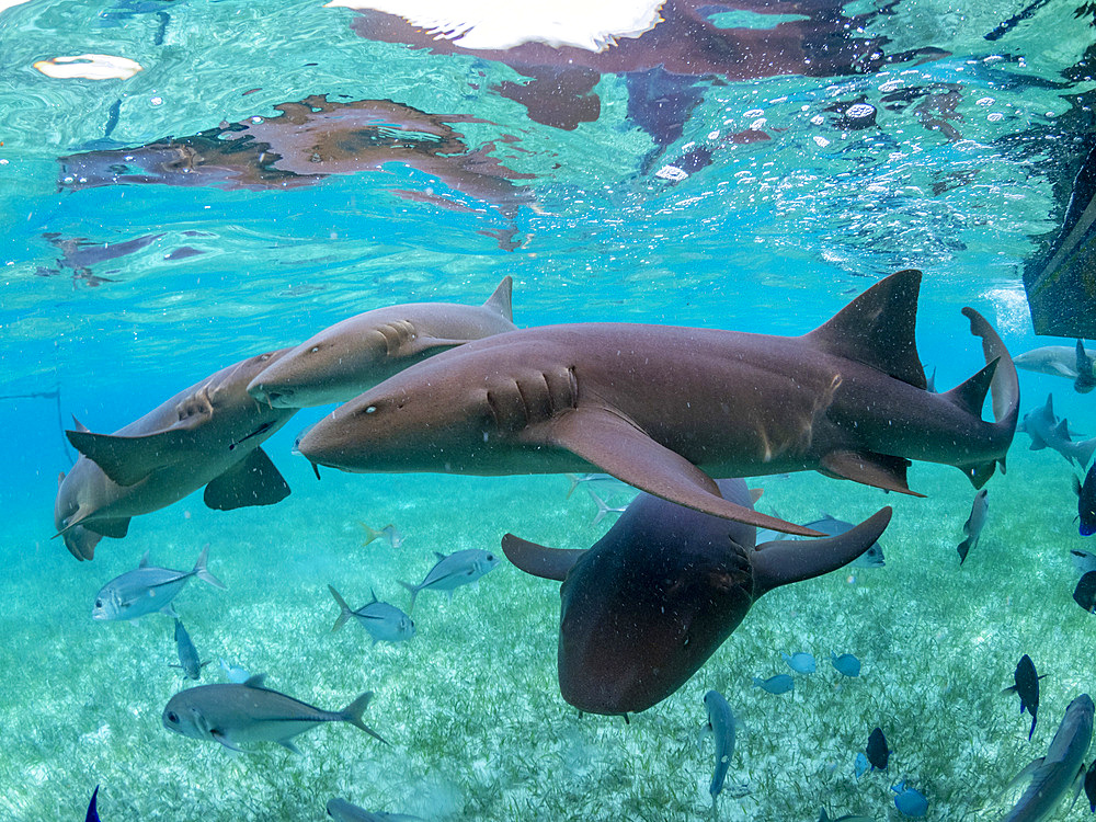 Nurse sharks, Ginglymostoma cirratum, being fed in Hol Chan Marine Preserve, inside the Mesoamerican Barrier Reef, Belize.