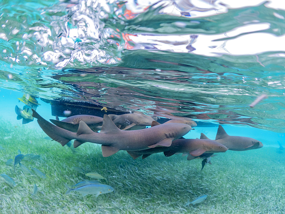 Nurse sharks, Ginglymostoma cirratum, being fed in shark and ray alley, Caye Caulker, Mesoamerican Barrier Reef, Belize.