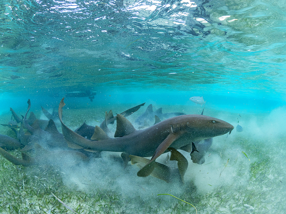 Nurse sharks, Ginglymostoma cirratum, being fed in shark and ray alley, Caye Caulker, Mesoamerican Barrier Reef, Belize.