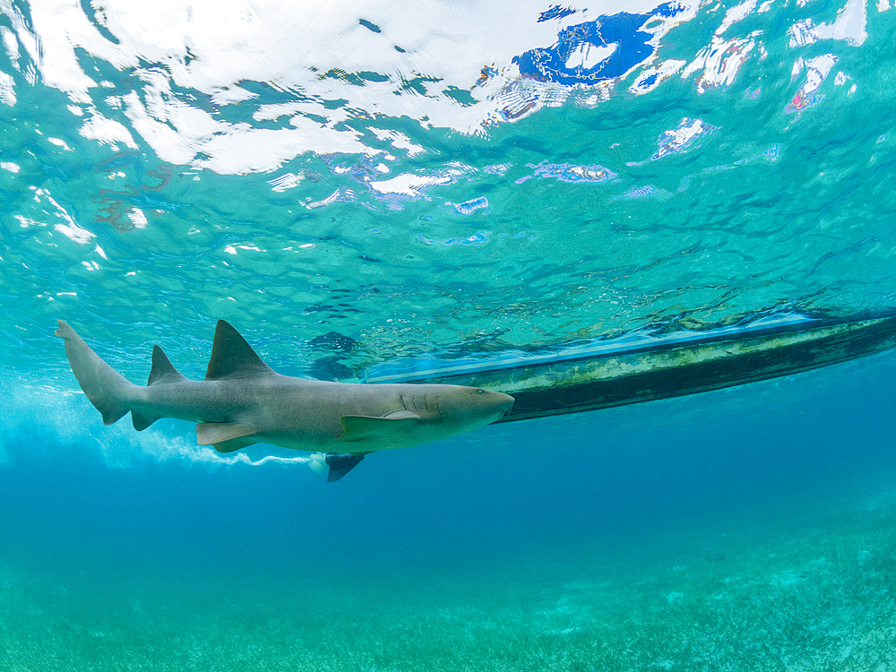 Nurse shark, Ginglymostoma cirratum, with boat in Hol Chan Marine Preserve, inside the Mesoamerican Barrier Reef, Belize.