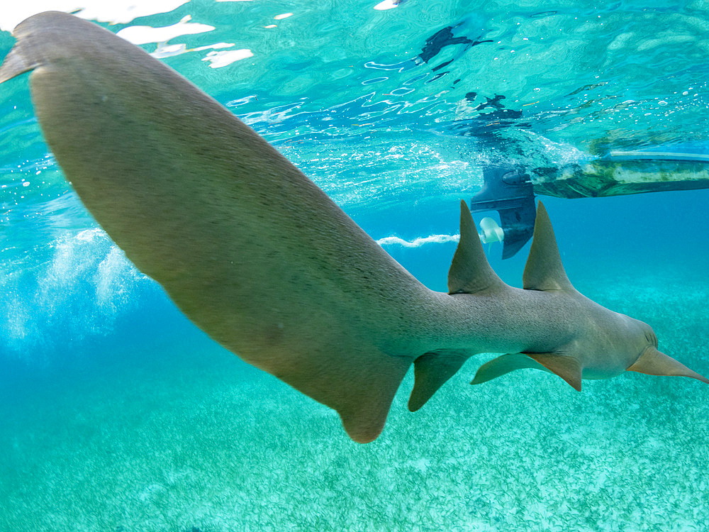 Nurse shark, Ginglymostoma cirratum, with boat in Hol Chan Marine Preserve, inside the Mesoamerican Barrier Reef, Belize.