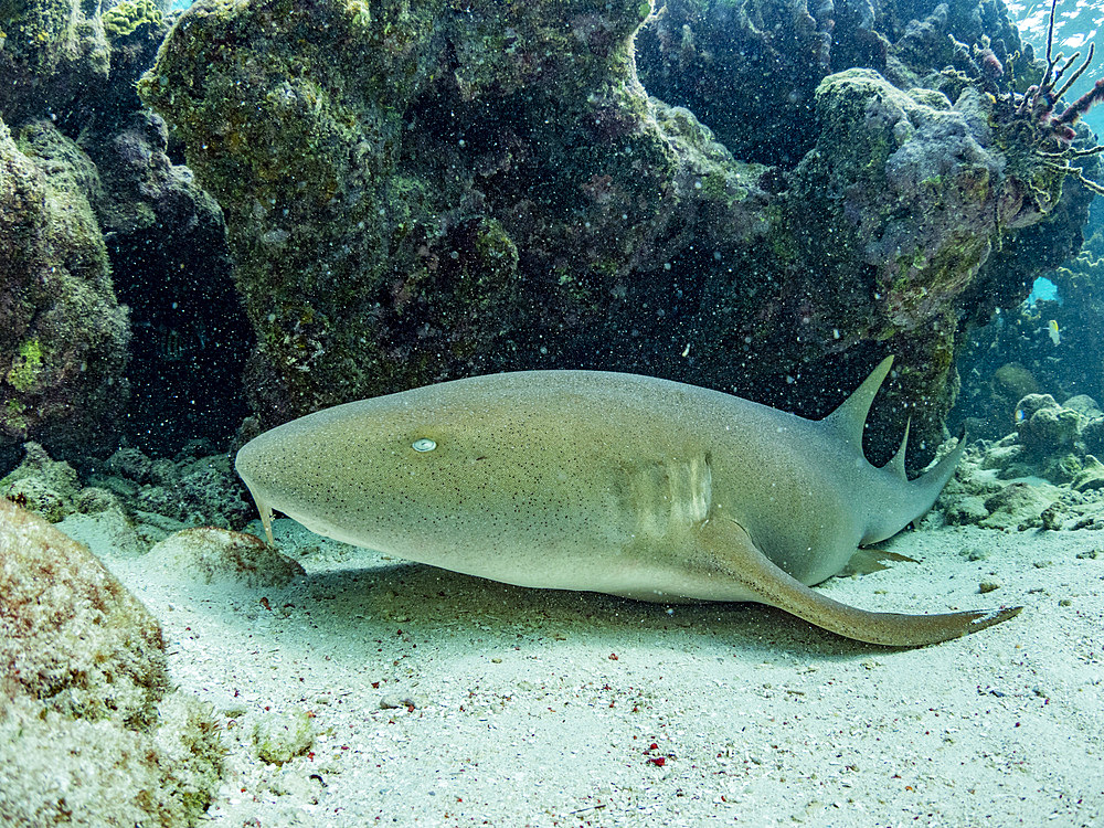 Nurse shark, Ginglymostoma cirratum, on the sand in Hol Chan Marine Preserve, inside the Mesoamerican Barrier Reef, Belize.