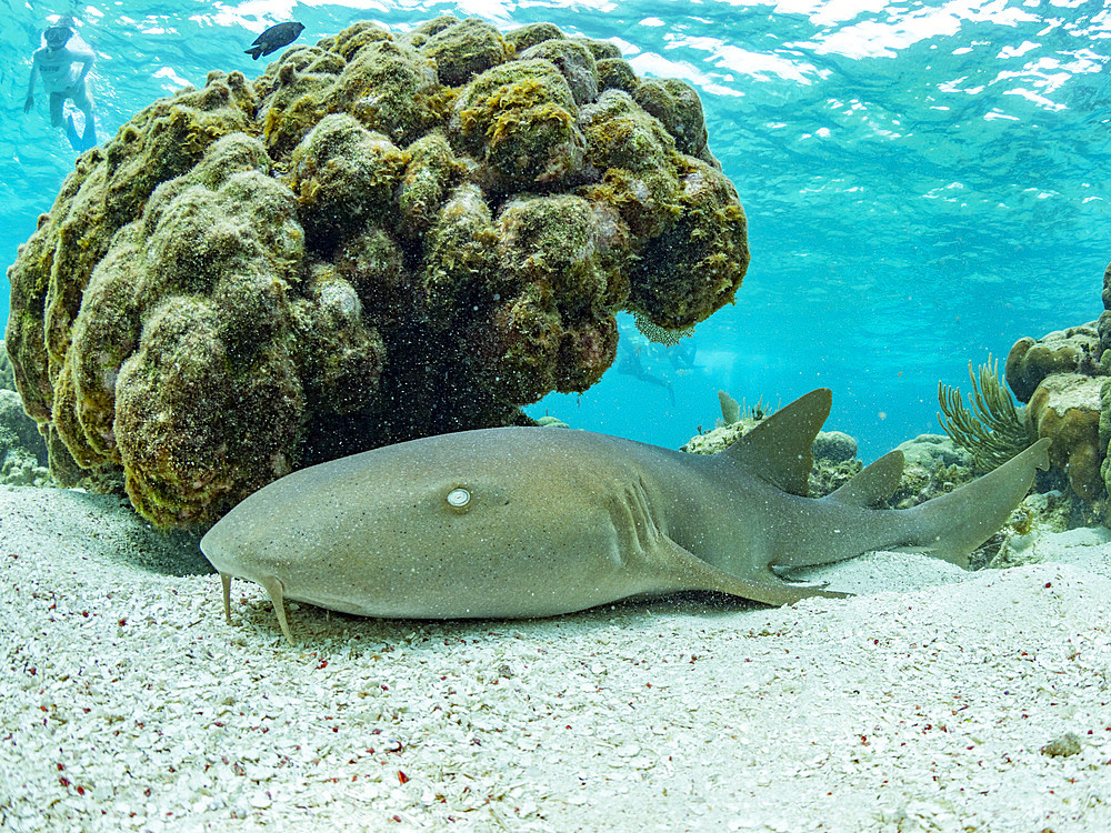 Nurse shark, Ginglymostoma cirratum, on the sand in Hol Chan Marine Preserve, inside the Mesoamerican Barrier Reef, Belize.