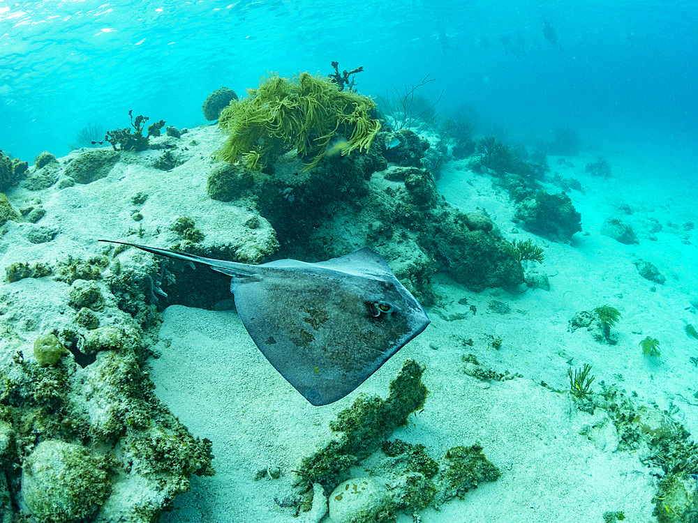 Southern stingray, Hypanus americanus, being fed in shark and ray alley, Caye Caulker, Mesoamerican Barrier Reef, Belize.