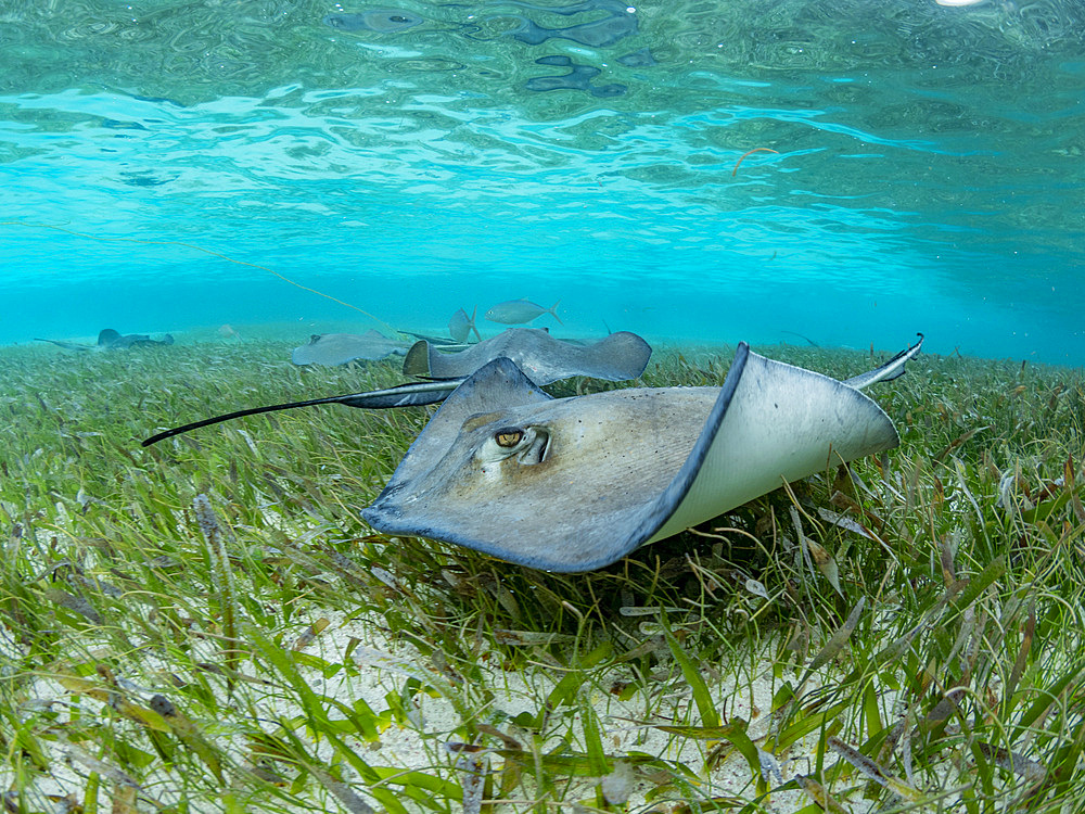 Southern stingray, Hypanus americanus, over sand in shark and ray alley, Caye Caulker, Mesoamerican Barrier Reef, Belize.