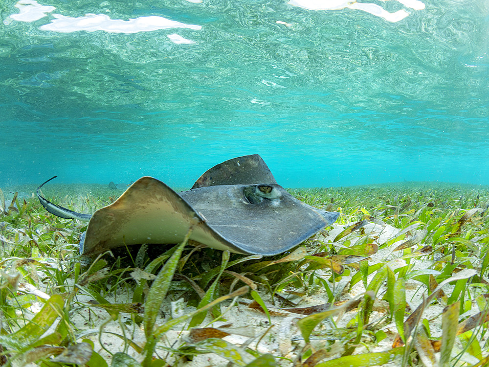 Southern stingray, Hypanus americanus, over sand in shark and ray alley, Caye Caulker, Mesoamerican Barrier Reef, Belize.