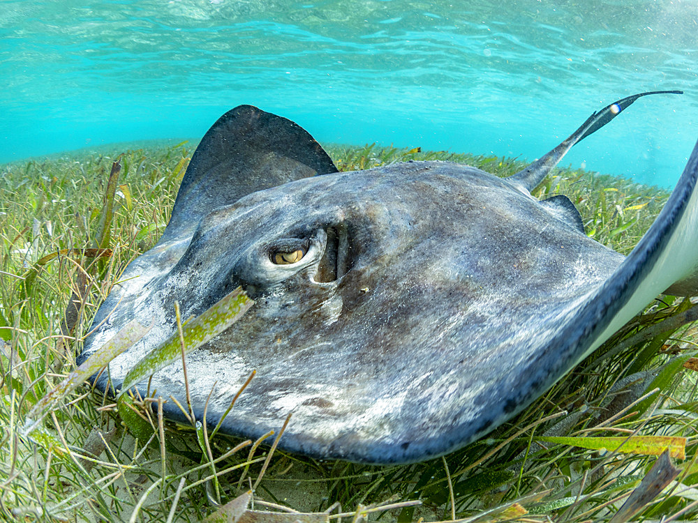 Southern stingray, Hypanus americanus, over sand in shark and ray alley, Caye Caulker, Mesoamerican Barrier Reef, Belize.