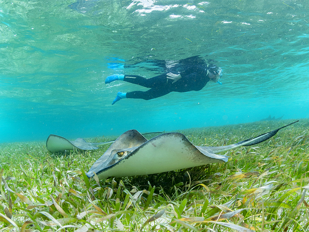 Southern stingray, Hypanus americanus, with snorkeler in shark and ray alley, Caye Caulker, Mesoamerican Barrier Reef, Belize.