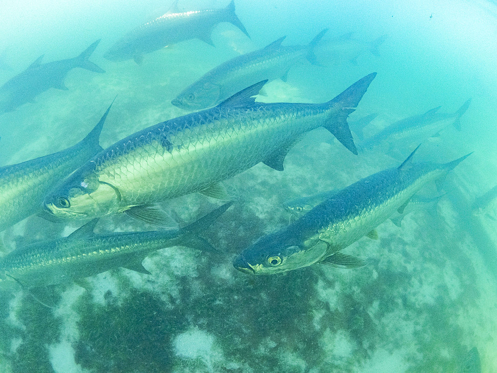 Tarpon, Megalops atlanticus, underwater at feeding station inside the Mesoamerican Barrier Reef, Belize.