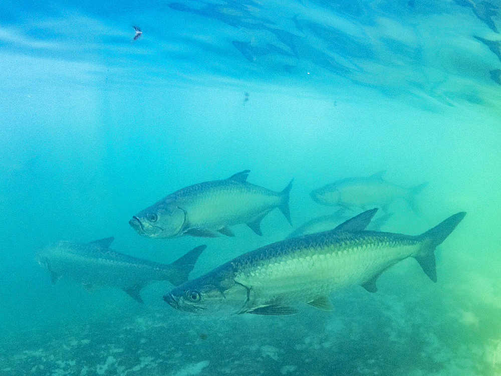 Tarpon, Megalops atlanticus, underwater at feeding station inside the Mesoamerican Barrier Reef, Belize.