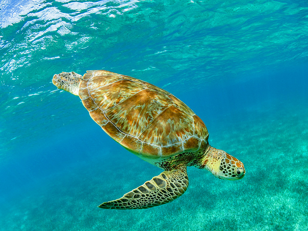 Green sea turtle, Chelonia mydas, surfacing for air near Caye Caulker, inside the Mesoamerican Barrier Reef, Belize.