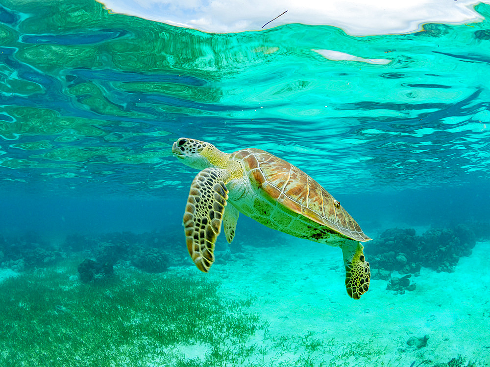 Green sea turtle, Chelonia mydas, surfacing for air near Caye Caulker, inside the Mesoamerican Barrier Reef, Belize.