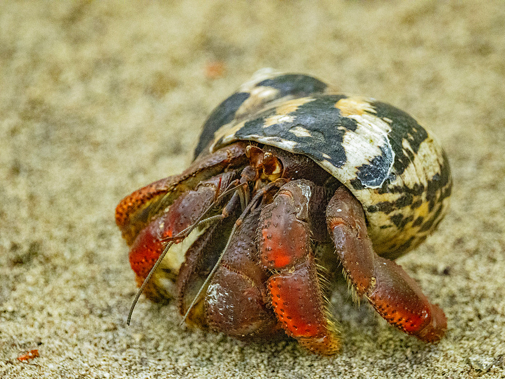 Caribbean land hermit crab, Coenobita clypeatus, Half Moon Caye, inside the Mesoamerican Barrier Reef, Belize.