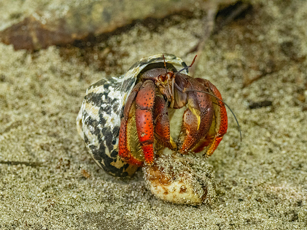 Caribbean land hermit crab, Coenobita clypeatus, Half Moon Caye, inside the Mesoamerican Barrier Reef, Belize.