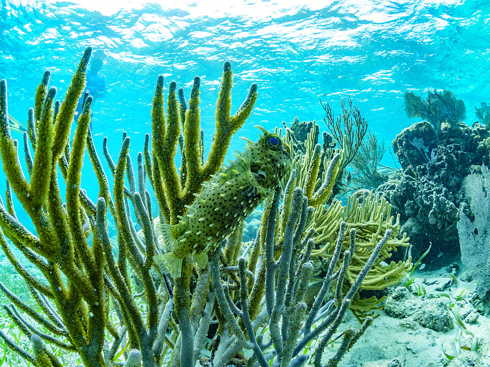 A myriad of fish and coral underwater at Hol Chan Marine Preserve, inside the Mesoamerican Barrier Reef, Belize.