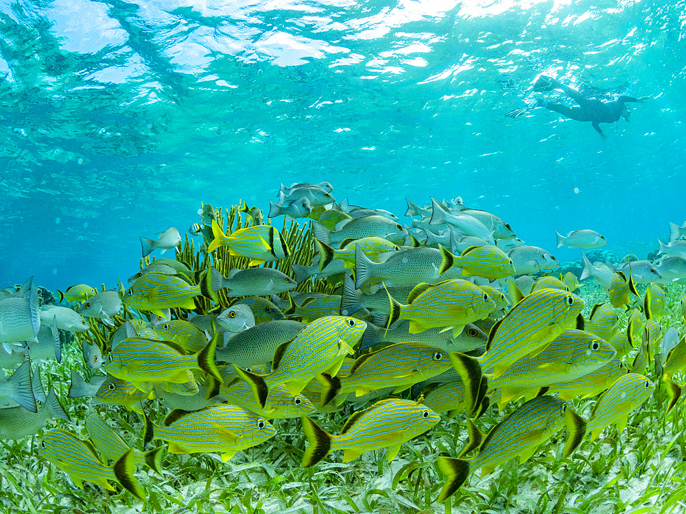 A myriad of fish and coral underwater at Hol Chan Marine Preserve, inside the Mesoamerican Barrier Reef, Belize.