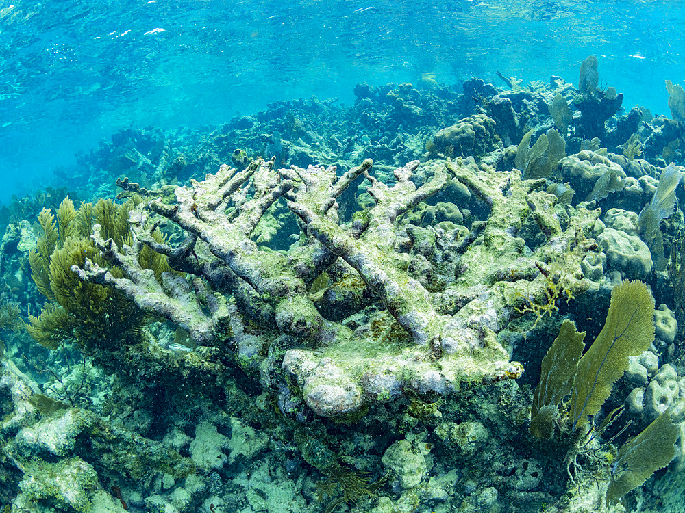 A myriad of fish and coral underwater at Hol Chan Marine Preserve, inside the Mesoamerican Barrier Reef, Belize.