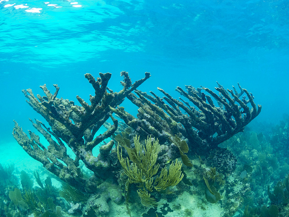 A myriad of fish and coral underwater at Hol Chan Marine Preserve, inside the Mesoamerican Barrier Reef, Belize.