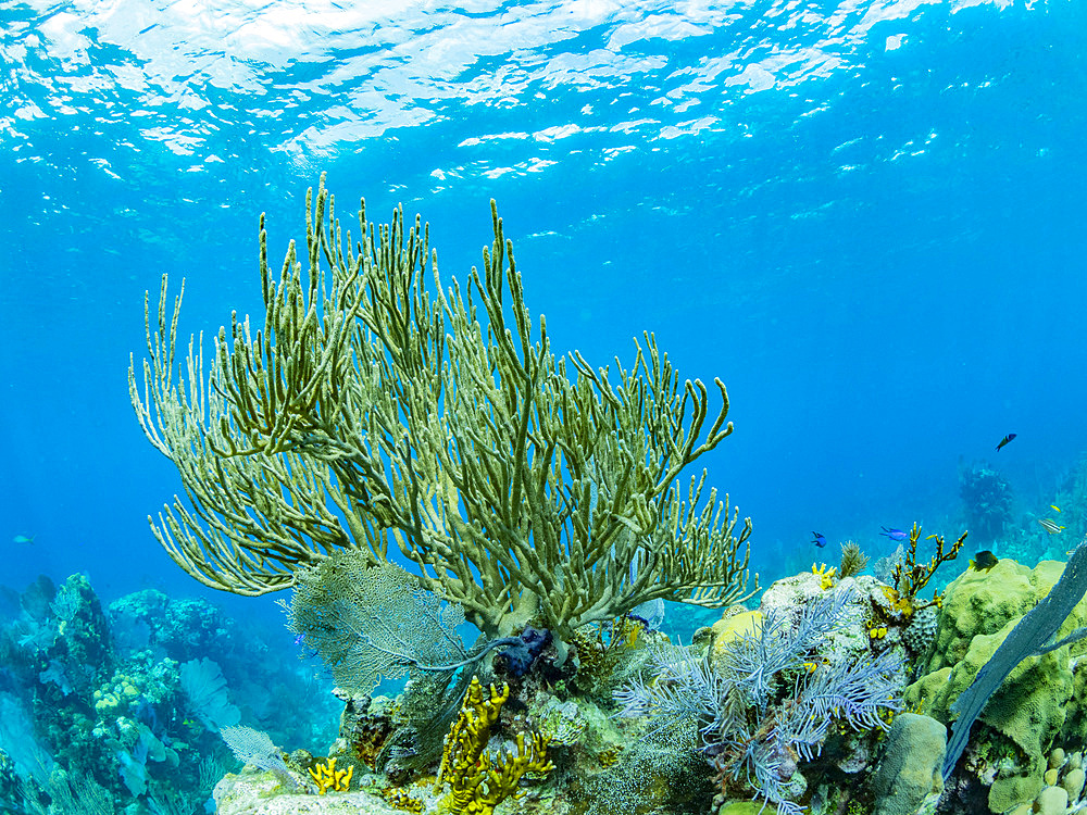 Soft corals and sponges underwater on Long Caye in the Mesoamerican Barrier Reef, Belize.