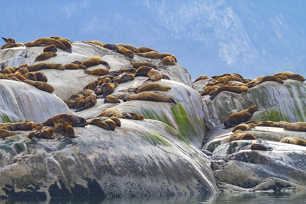 Northern (Steller) sea lions, (Eumetopias jubatus), hauled out on South Marble Island in Glacier Bay National Park, Alaska.