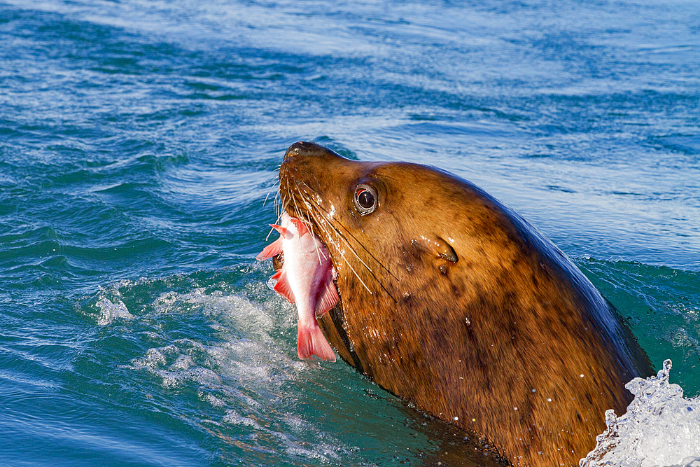 Northern (Steller) sea lion (Eumetopias jubatus) fishing on the flood tide in Inian Pass, Southeastern Alaska, USA.