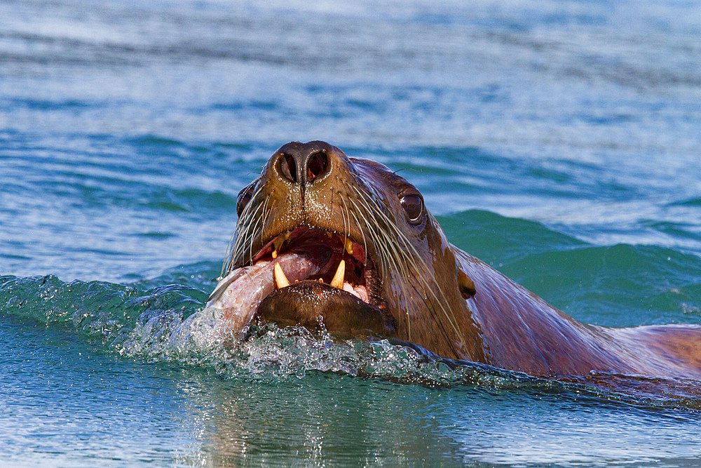 Northern (Steller) sea lion (Eumetopias jubatus) fishing on the flood tide in Inian Pass, Southeastern Alaska, USA.