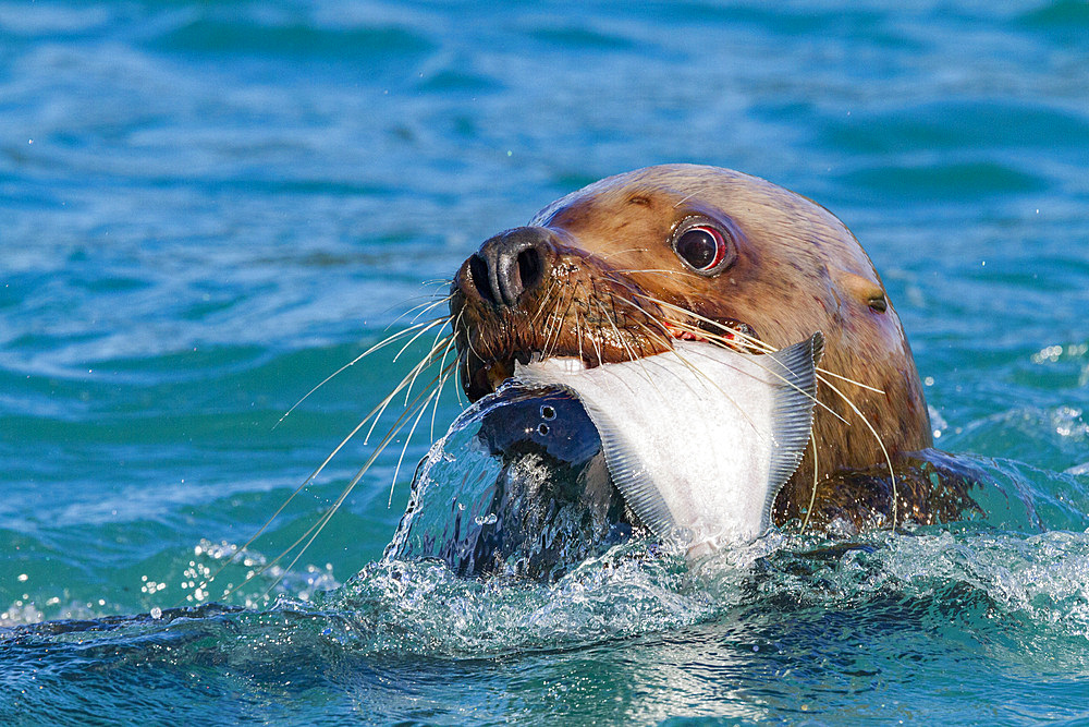 Northern (Steller) sea lion (Eumetopias jubatus) close-up eating a halibut in Southeastern Alaska, USA.