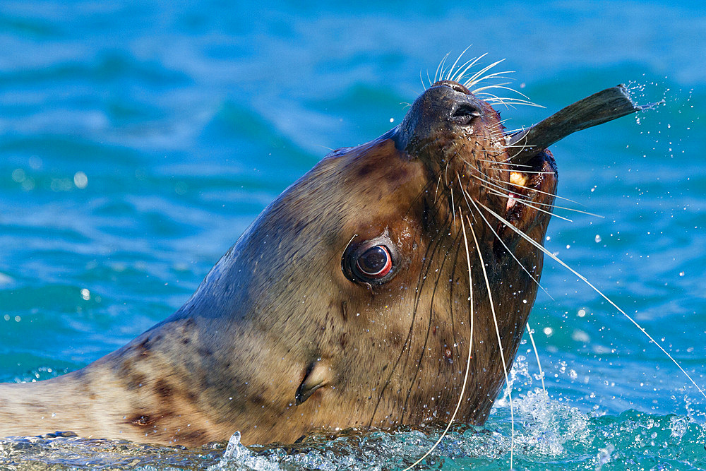 Northern (Steller) sea lion (Eumetopias jubatus) close-up eating a halibut in Southeastern Alaska, USA.