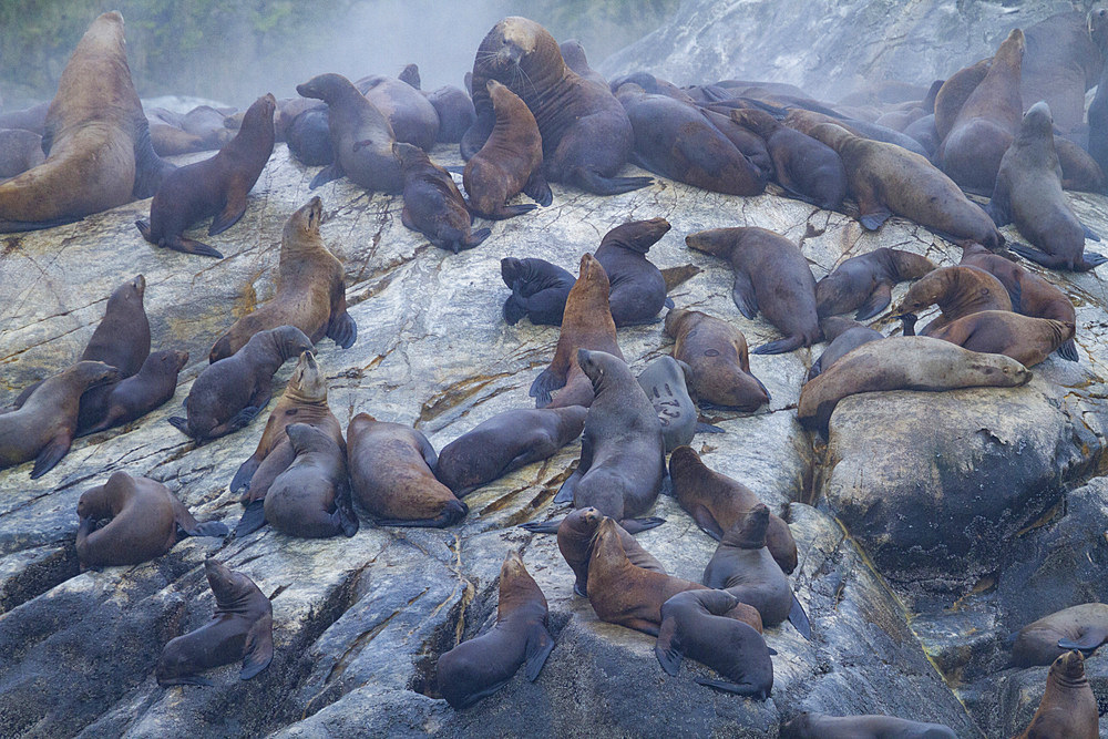 Northern (Steller) sea lions (Eumetopias jubatus) hauled out on South Marble Island in Glacier Bay National Park, Alaska.