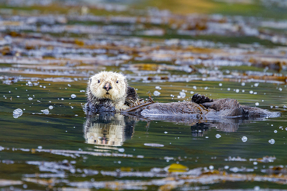 Adult sea otter (Enhydra lutris kenyoni) in kelp bed in Inian Pass, Southeastern Alaska, USA. Pacific Ocean.