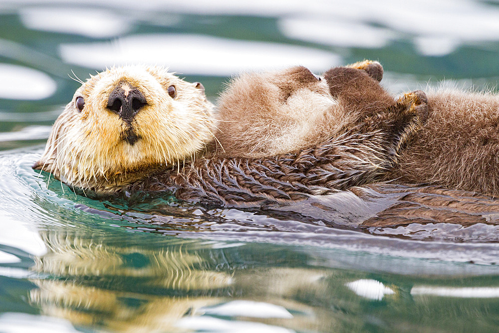 Adult sea otter (Enhydra lutris kenyoni) mother and pup in Inian Pass, Southeastern Alaska, USA. Pacific Ocean.