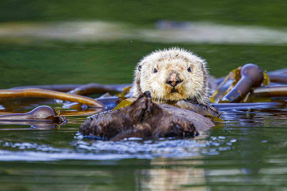 Adult sea otter (Enhydra lutris kenyoni) in kelp bed in Inian Pass, Southeastern Alaska, USA. Pacific Ocean.