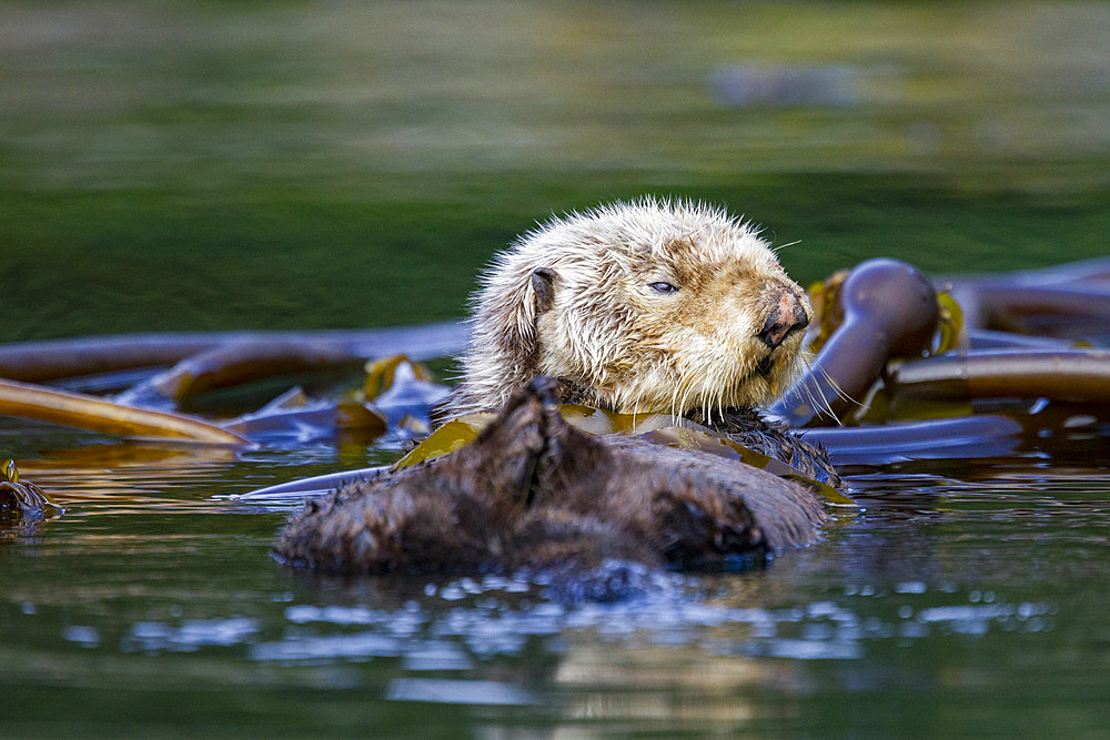 Adult sea otter (Enhydra lutris kenyoni) in kelp bed in Inian Pass, Southeastern Alaska, USA. Pacific Ocean.