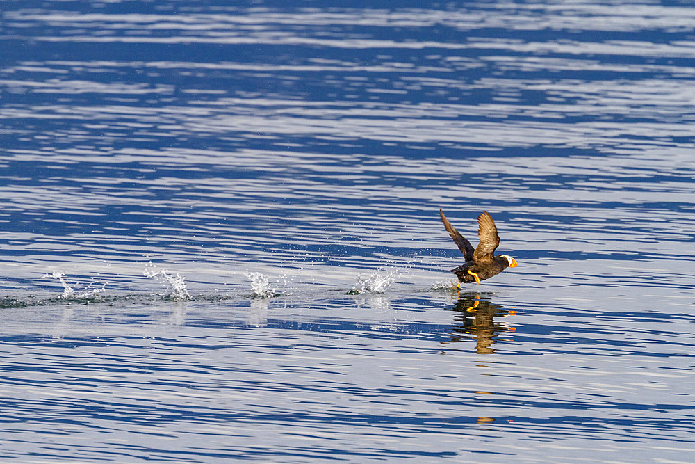 Adult tufted puffin (Fratercula cirrhata) on the water at South Marble Island, Glacier Bay National Park, Alaska.