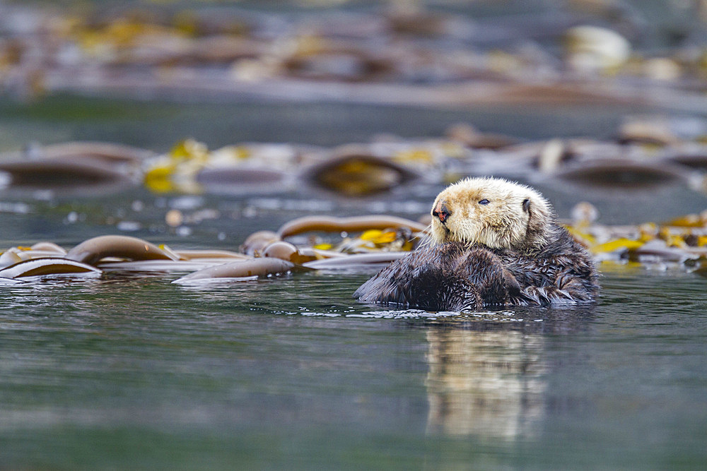 Adult sea otter (Enhydra lutris kenyoni) in kelp bed in Inian Pass, Southeastern Alaska, USA. Pacific Ocean.