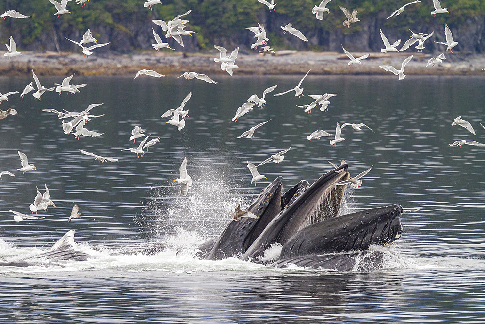 Adult humpback whales (Megaptera novaeangliae) co-operatively 'bubble-net' feeding in Southeast Alaska, USA.