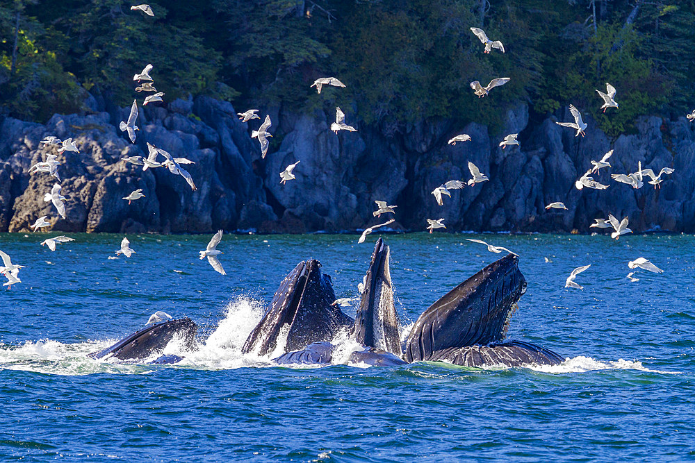 Adult humpback whales (Megaptera novaeangliae) co-operatively 'bubble-net' feeding in Southeast Alaska, USA.