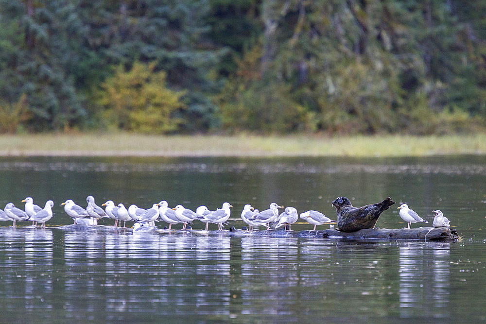 Harbor seal (Phoca vitulina) hauled out on submerged log in Misty Fjords National Monument, Southeast Alaska, USA.