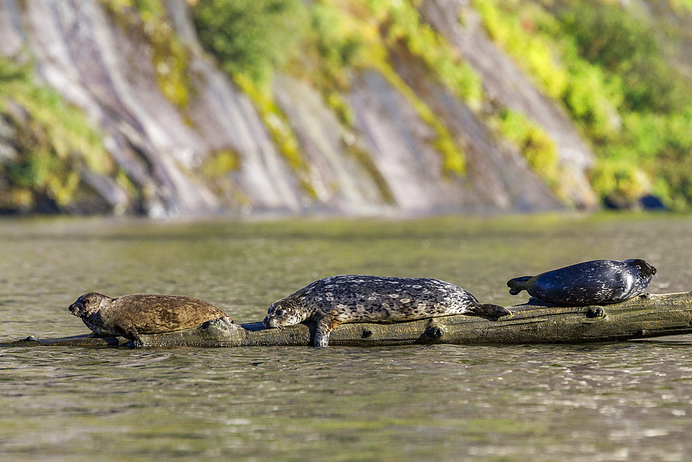 Harbor seals (Phoca vitulina) hauled out on submerged log in Misty Fjords National Monument, Southeast Alaska, USA.