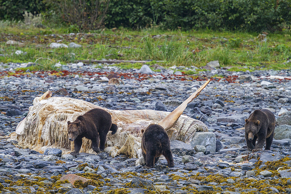 Adult brown bears (Ursus arctos) feeding on humpback whale carcass at Scidmore Cut in Glacier Bay National Park.