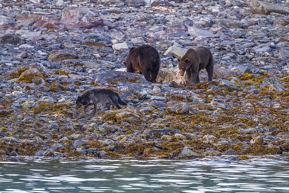 Adult brown bears (Ursus arctos) and wolf (Canis lupus) feeding on humpback whale carcass in Glacier Bay National Park.