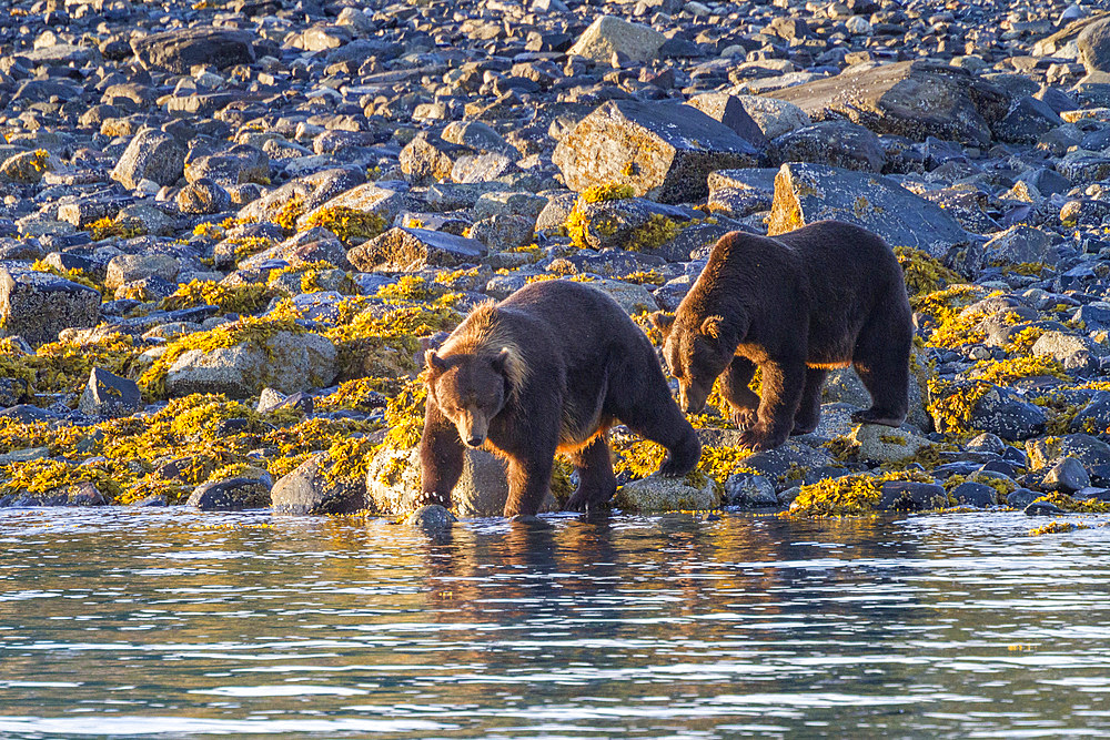 Adult brown bear pair (Ursus arctos) exhibiting courtship behavior at Scidmore Cut in Glacier Bay National Park, Alaska.