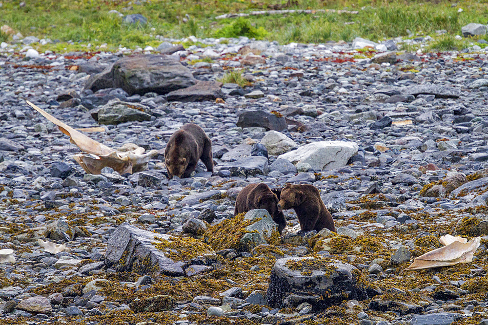 Adult brown bears (Ursus arctos) feeding on humpback whale carcass in Glacier Bay National Park, Alaska.