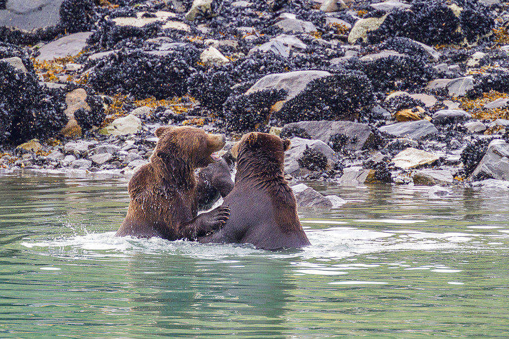 Adult brown bear pair (Ursus arctos) mock-fighting at Scidmore Cut in Glacier Bay National Park, Alaska, USA.