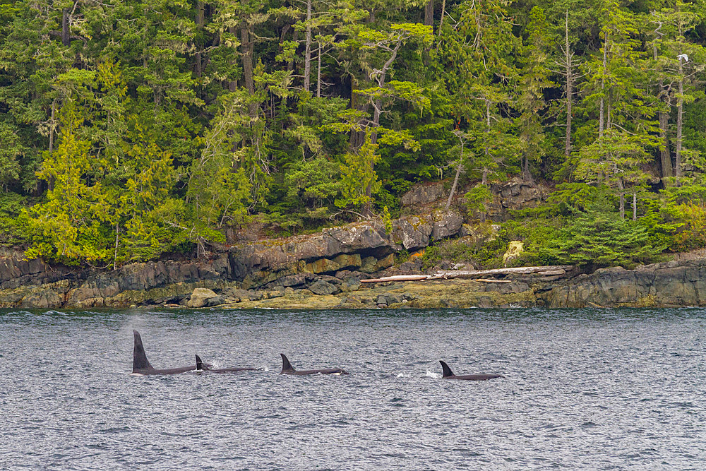 A small pod of killer whales (Orcinus orca) encountered off West Craycroft Island in Blackfish Sound, British Columbia, Canada.