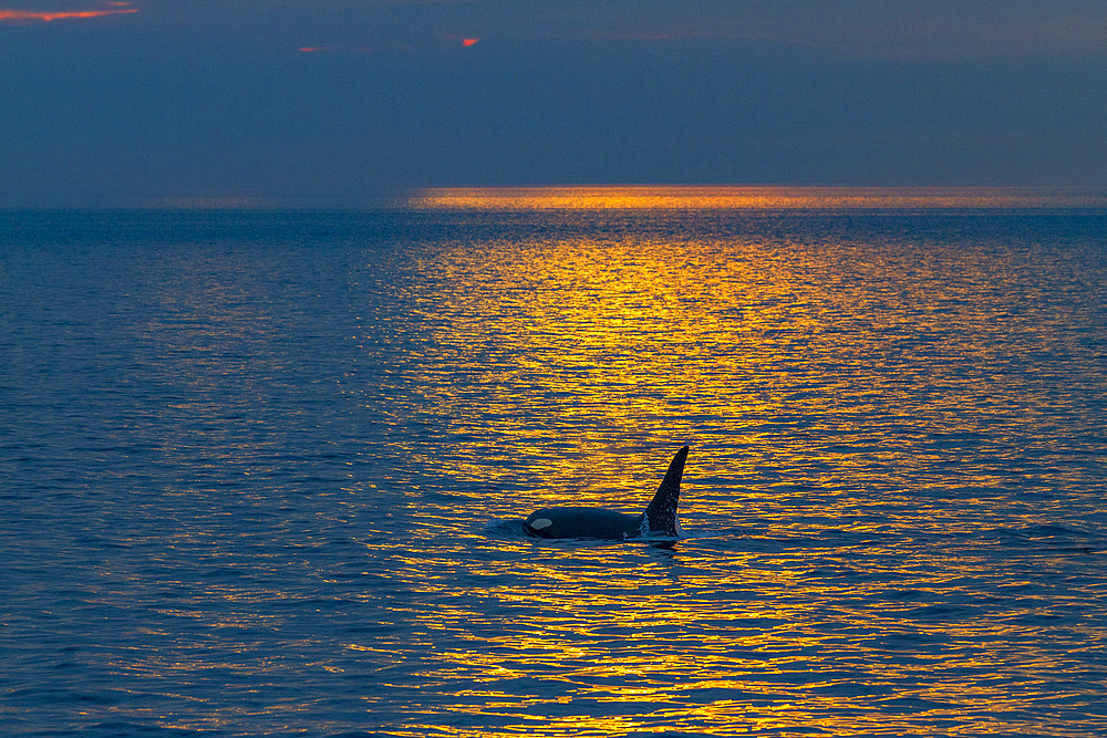 A gathering of at least 2 resident pods of killer whales (Orcinus orca) encountered near sunset, Johnstone Strait.