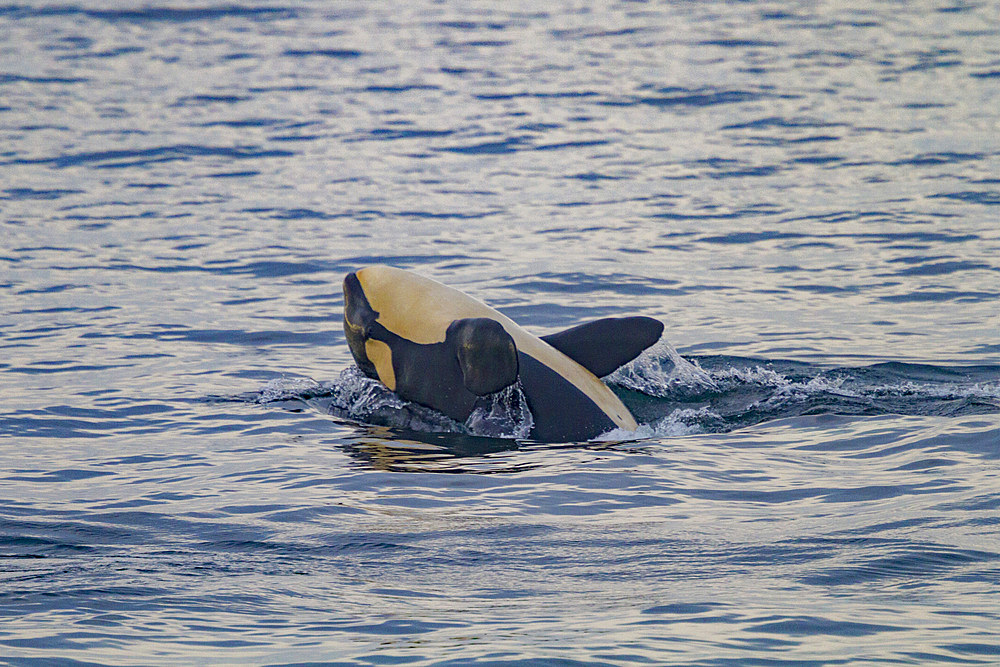 A gathering of at least 2 resident pods of killer whales (Orcinus orca) encountered near sunset, Johnstone Strait.