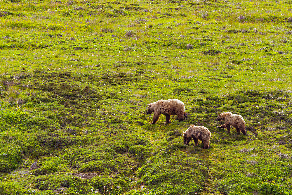 Adult grizzly bear (Ursus arctos) mother with cubs in Denali National Park, Alaska, USA.