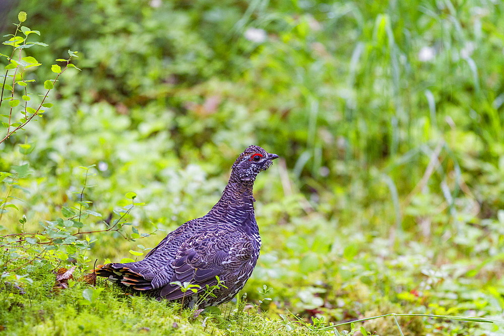 Adult male spruce (Franklin's) grouse (Falcipennis canadensis) neat the Brooks River in Katmai National Park.